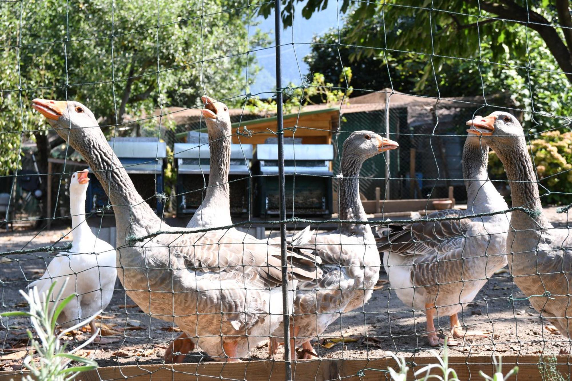 Апартаменты Il Giardino Dei Ciliegi Колико Экстерьер фото